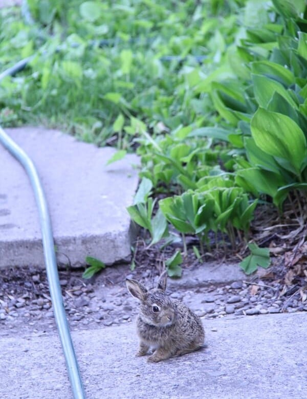 bunny sitting on the ground