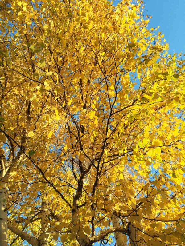 close up of a tree with yellow leaves