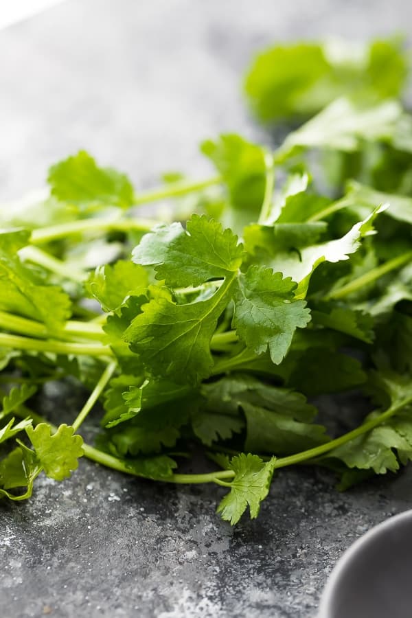 close up shot of a bunch of cilantro