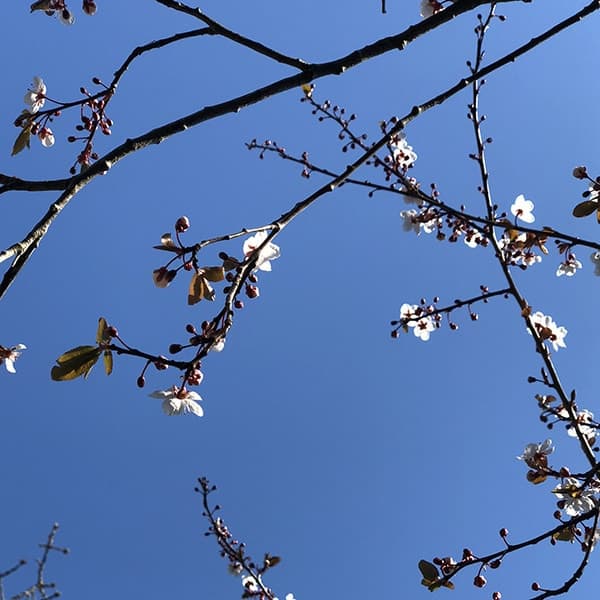 close up of blossoms on a tree with blue sky 