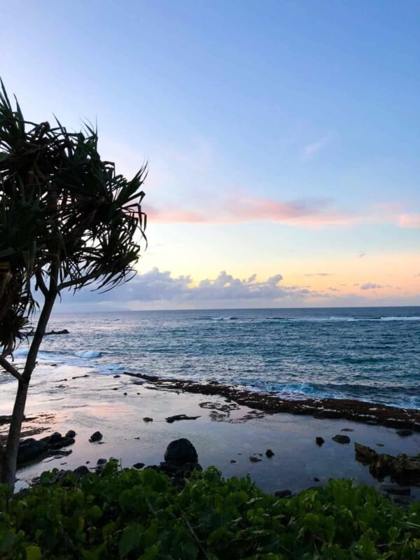 tree next to the ocean in maui