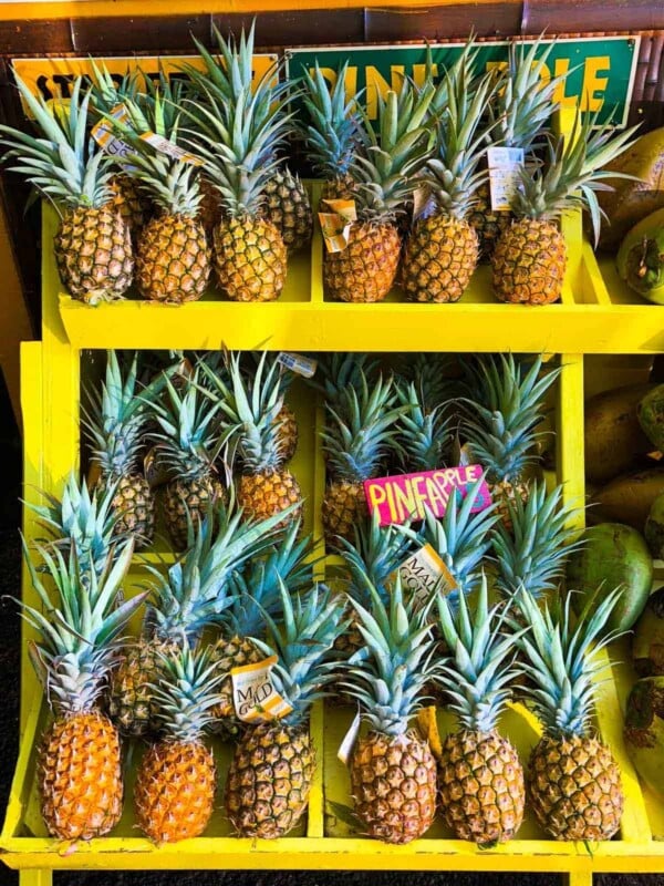 Rows of pineapples on yellow shelving